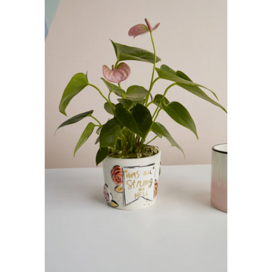 MATRIARCH POT